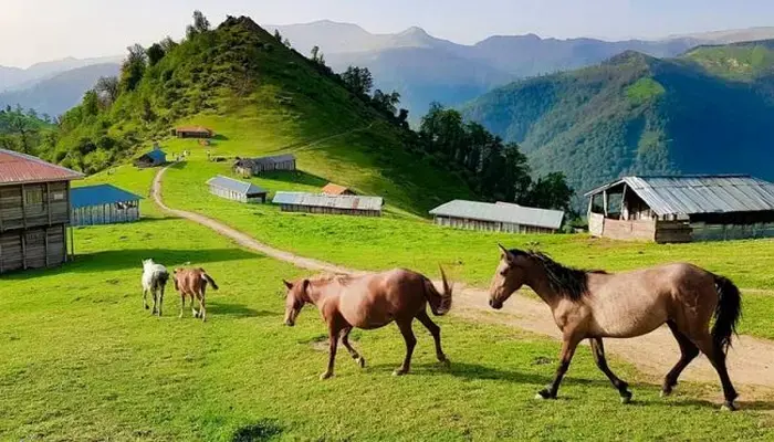 ییلاق سرسبز و 3 اسب در حال حرکت در روستای بیشه کلا در سرخرود 74687