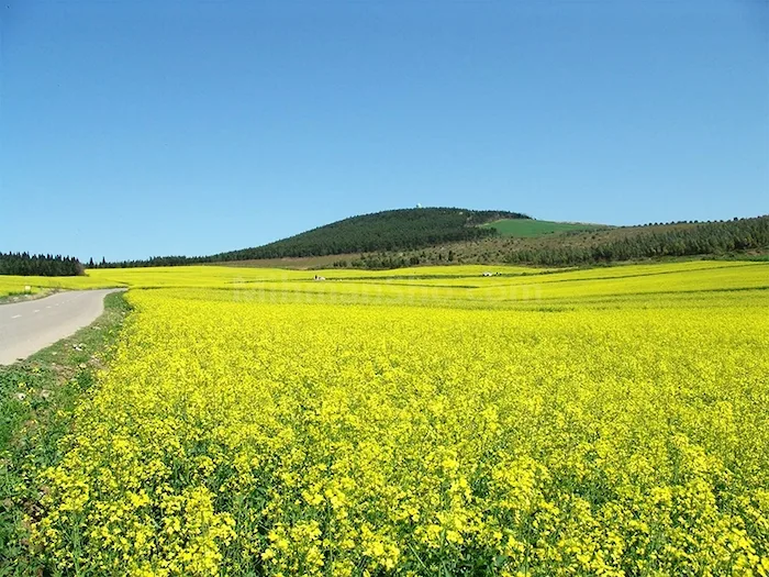 زمین های کلزای زیبا در روستای کرفون بابلسر 4137438574