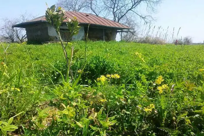 پوشش گیاهی سرسبز روستای گالشکلا 849375398405