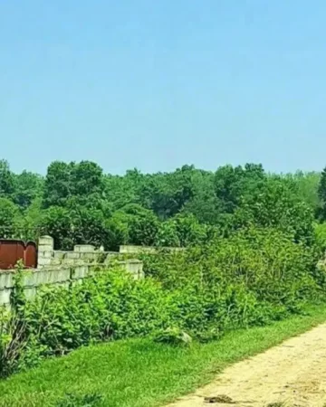 زمین جنگلی روستایی در بابلسر 46854685