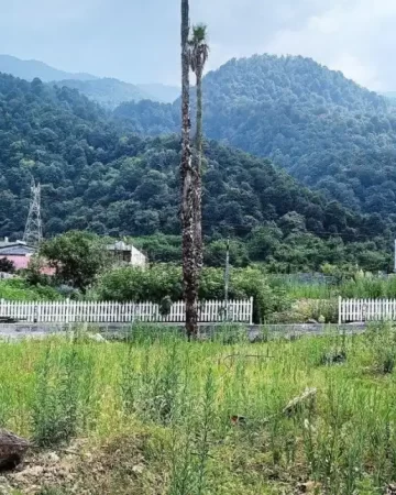 محوطه سرسبز و ویلاهای مسکونی در اطراف زمین مسکونی در جویبار